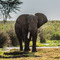 Ngorongoro Crater